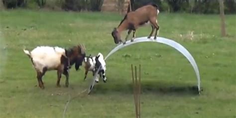 goats playing on sheet metal|'King Of The Castle' Song Makes Goats On A Metal Sheet.